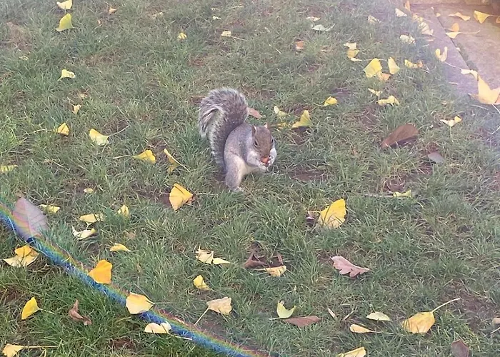 Panzió Lory's Dream